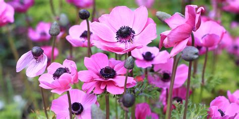 ANEMONES - campestre.al.gov.br