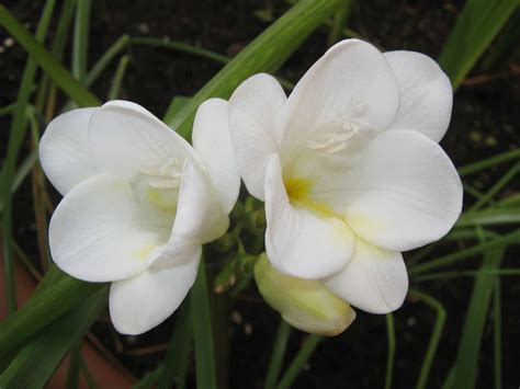 Freesias - The Lovely January Flowers From South Africa - Learn About Nature