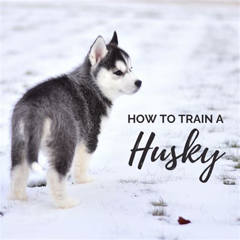 Are Huskies Really That Hard To Train