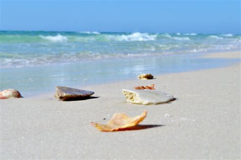 Sand dollar on beach stock photo. Image of washed, white - 130326862