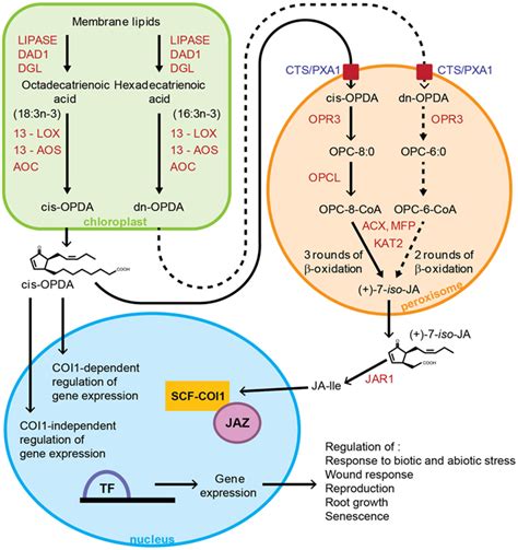 Frontiers | Oxylipin Signaling: A Distinct Role for the Jasmonic Acid ...