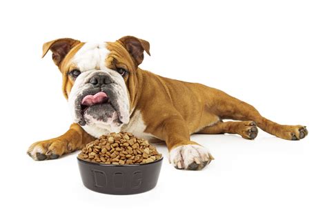 What Do You Feed A Dog With Liver Disease