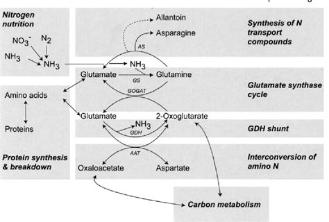 The role of glutamine synthetase and glutamate dehydrogenase in nitrogen assimilation and ...