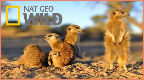 Documentary National Geographic Wild Kalahari BBC Documentary Wildlife ...