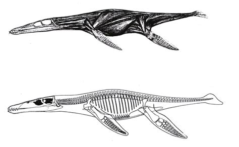 Liopleurodon – Plesiosaur Directory