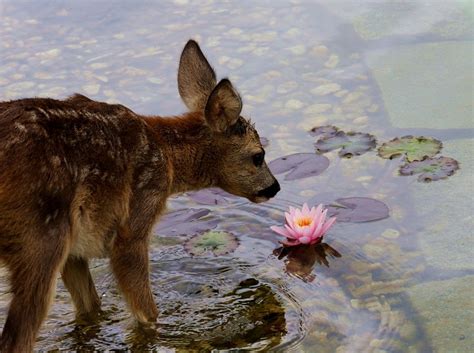 Deer In The Water Pictures, Photos, and Images for Facebook, Tumblr, Pinterest, and Twitter