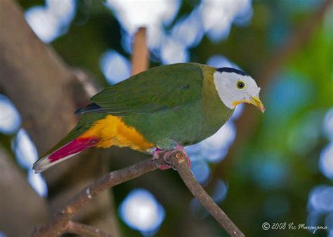 SAN DIEGO ZOO'S DOVES AND PIGEONS - Vic Murayama | San diego zoo, Zoo ...