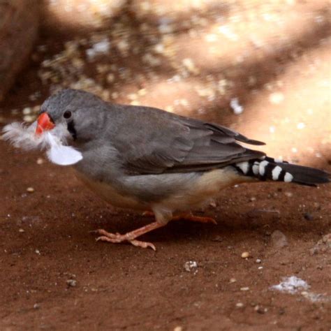 Zebra Finches Gathering Nesting Material