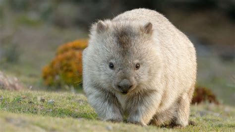 Why do wombats poop cubes? Scientists may finally have the answer | CNN