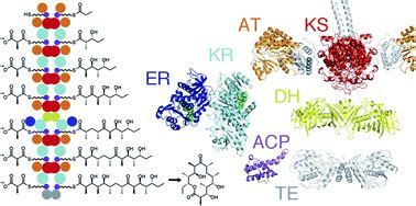 The structures of type I polyketide synthases - Natural Product Reports (RSC Publishing)