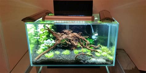 Fluval Edge 6 Gallon Aquarium - Reviews On Fluval Fish Tanks 2019