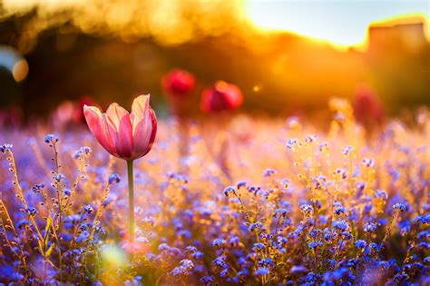 Pink tulip flower, nature, field, flowers, blue flowers HD wallpaper | Wallpaper Flare