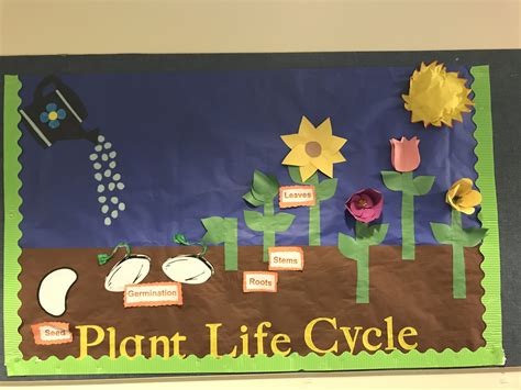 Plant life cycle Board | Plant life cycle craft, Plant life cycle, Plant life