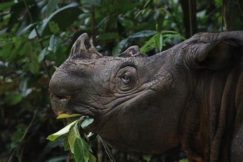 Sumatran Rhinoceros Animal Facts | Dicerorhinus Sumatrensis | AZ Animals