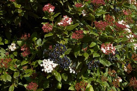 Viburnum plicatum 'Lanarth' - Riverside Garden Centre