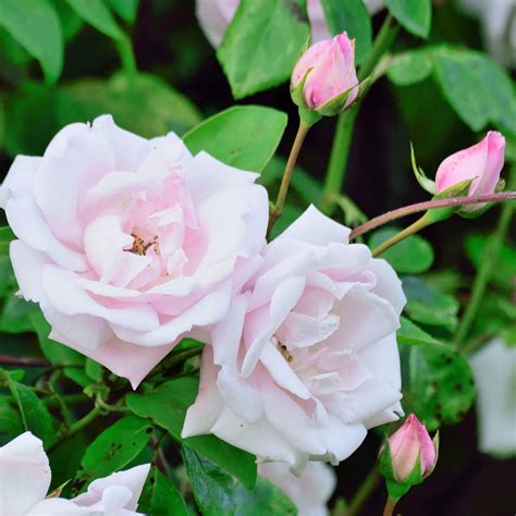 The New Dawn Climbing Rose - Leafwise