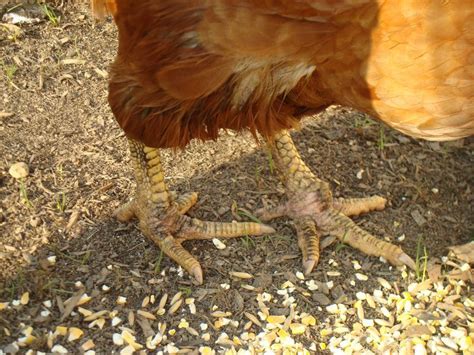 Scaly leg mites in chickens cause treatment and prevention – Artofit