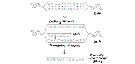 How To Identify Template Strand Of Dna