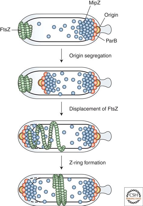 Synchronization of Chromosome Dynamics and Cell Division in Bacteria