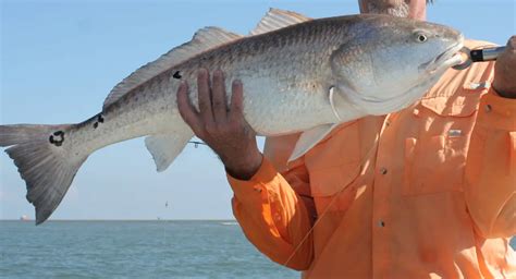 Texas Redfish Limit: How to Stay Compliant and Enjoy Your Catch ...