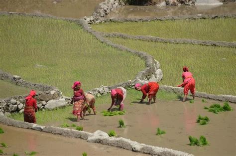 The trouble with Nepal’s agriculture - Nepal | ReliefWeb