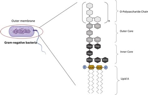 Lipopolysaccharide (LPS) Structure[9]. | Download Scientific Diagram