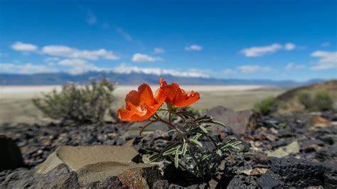 Exploring the Native Plants of Oregon's High Desert - Oregon Natural ...