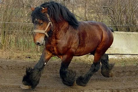 The 15 Best Draft Breeds For Horse Riding – Horse FactBook