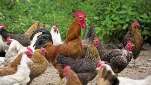 6 NATURAL CHICKEN DEWORMERS | Pashudhan praharee