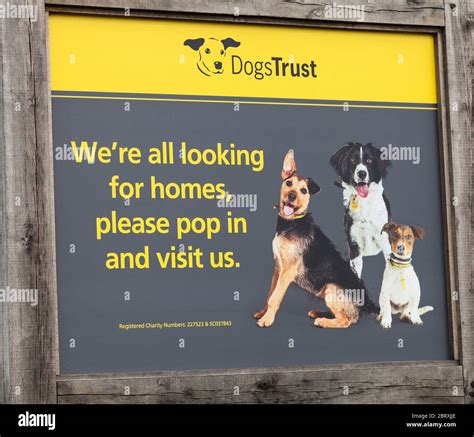 Dogs trust rehoming centre hi-res stock photography and images - Alamy