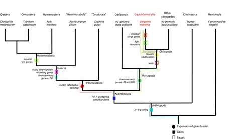 Arthropod phylogenetic tree (with nematode outgroup) showing selected... | Download Scientific ...