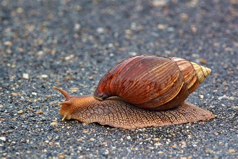 Giant African Land Snail | Giant African Land Snails are fas… | Flickr