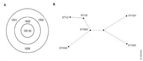 Clonal complex 120. (A) Analysis of S. aureus isolates with eBURST. The... | Download Scientific ...