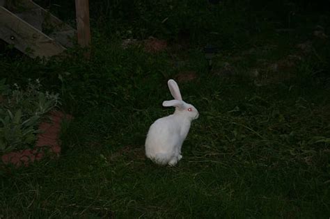 How Much Does a Flemish Giant Rabbit Cost? | HowMuchIsIt.org