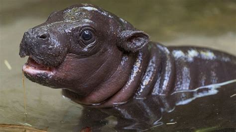 A rare Pygmy hippo birth has taken place at the San Diego Zoo | The ...