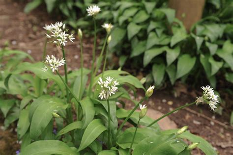 Wild garlic: how to identify & forage - Plantura