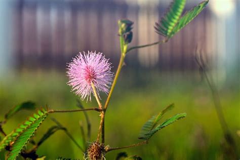 Tickle Me Plant: Care Guide For Mauve Flower Puffs