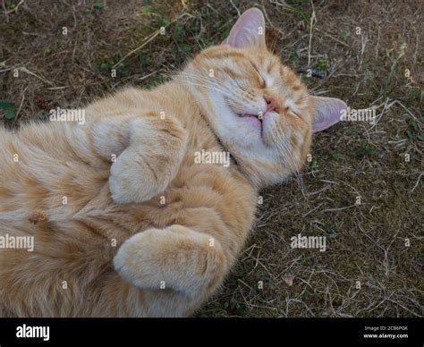 Domesticated cute fat orange tabby cat lying and sleeping on grass with ...