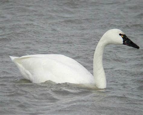 Tundra swan - Alchetron, The Free Social Encyclopedia