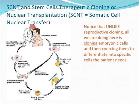 Stem cell & therapeutic cloning Lecture