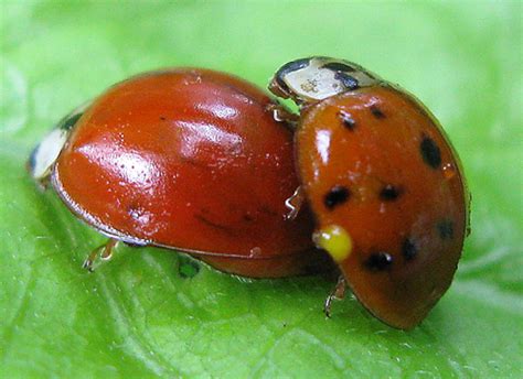 Ladybugs mating - Harmonia axyridis - BugGuide.Net