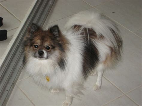 Paperanian (Papillon-Pomeranian Mix) Puppies Info, Care, Pictures