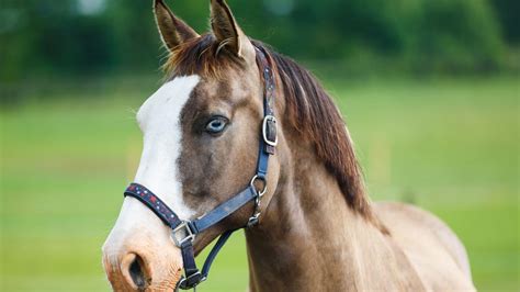 Horses With Blue Eyes: Breeds, Genetics, & Care