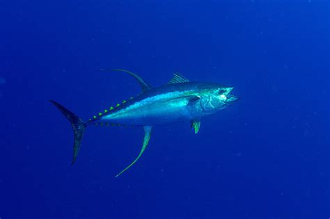 Yellowfin tuna • Thunnus albacares • Fish sheet