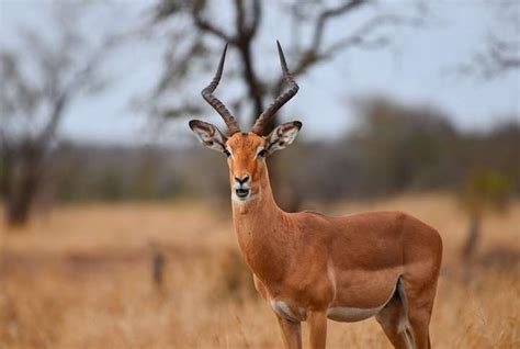 Impala Hunting in South Africa | South Africa Hunting Safaris | Bow Hunting | Wing Shooting