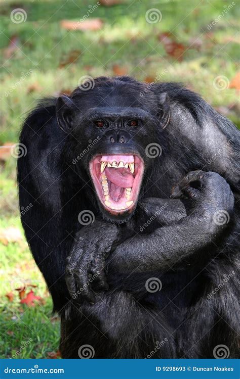 Chimpanzee Teeth stock image. Image of animal, chimp, eyes - 9298693