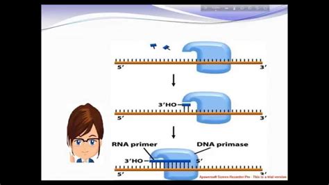 Dna Primase Definition