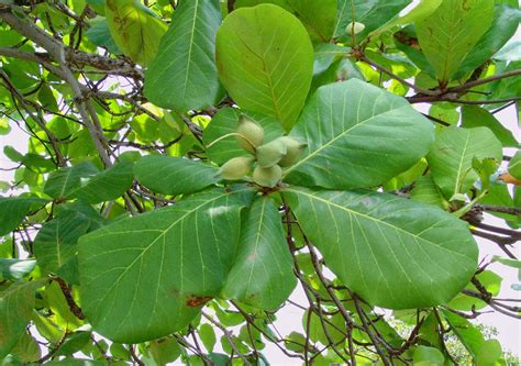 Indian almond facts and health benefits