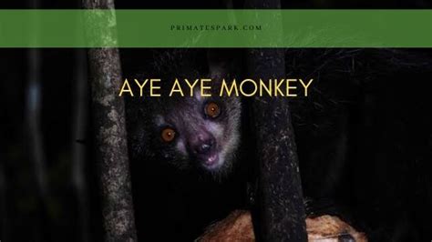 Aye aye Monkey - the Primate with Bizarre Appearance - Primates Park