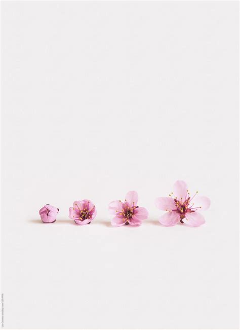 Cherry Blossoms On A Plain White Background | Stocksy United | Plain white background, White ...